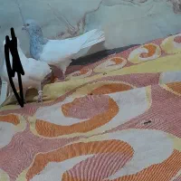 پرنده|پرنده|بم, |دیوار