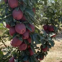 نهالستان میوه و گردو و صنوبر سهند|خدمات باغبانی و درختکاری|خمینیشهر, |دیوار