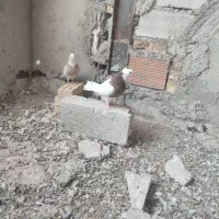 کبوتر پرشی زینتی (شوط)