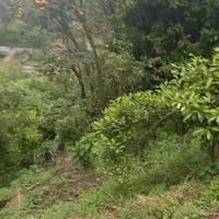 ۱۱.۰۰۰مترزمین۷۰متربناویوبینظیرلاهیجان اطاقور.تعاتر|فروش خانه و ویلا|لاهیجان, لیل|دیوار