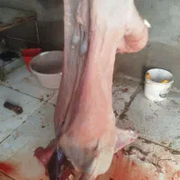 نصف لاشه بره نر قلم آبی