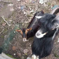 بز نرماده اهلی|حیوانات مزرعه|لولمان, |دیوار