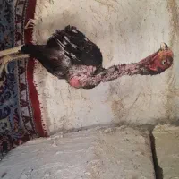 خروس فوری