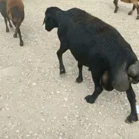 قوچ قره قزل مشکی بشرت