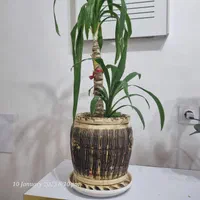 تعدادی گلدان