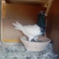 این حیون ازم رفته