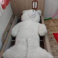 عروسک خرس|اسباب‌بازی بچه|قم, حقیقت|دیوار