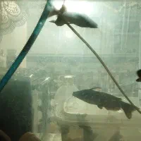 ماهی کت چوبی پنکوسی|ماهی|مشهد, قائم|دیوار