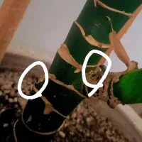 دیفن سه تا قلمه از پایین زده|گل و گیاه طبیعی|محمدیه-قزوین, |دیوار