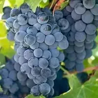 انگور سنندج مریوان سردشت کردستان سیاه شانی کوهی|خوردنی و آشامیدنی|تهران, میدان میوه و تره‌بار مرکزی|دیوار