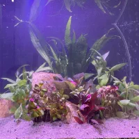 اکواریوم پلنت زیبا|ماهی|تهران, دستغیب|دیوار