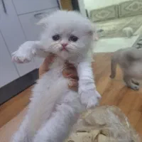 طوله گربه اسکاتیش و بریتیش|گربه|آبادان, |دیوار