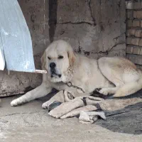 سگ پژدر درشت خوشتیپ