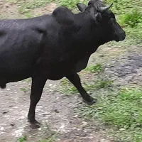 سلام یه عدد گاو نر و یه گاو ماده با گوساله