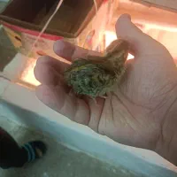 بلدرچین