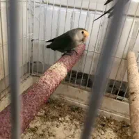 هلندی و برزیلی معاوضه|پرنده|کرج, عظیمیه|دیوار