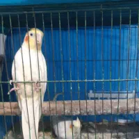 عروس هلندی مولد|پرنده|شهریار, شهرک شاهد|دیوار