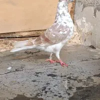 کفتر|پرنده|قم, نیروگاه|دیوار