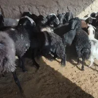 بره|حیوانات مزرعه|ابرکوه, |دیوار