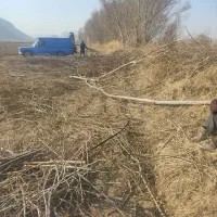 قلمه /بید/گردو/ضایعات انواع چوب