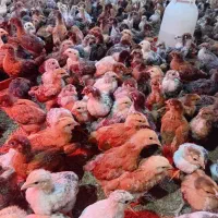 نیمچه جوجه محلی گلپایگانی اصلاح نژاد یک ماهه