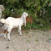 بز کهره گلابی نر|حیوانات مزرعه|بندر ماهشهر, |دیوار