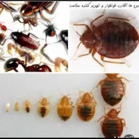 سمپاشی ایمن سوسک کنه کک ساس و...1مرحله100٪تضمینی