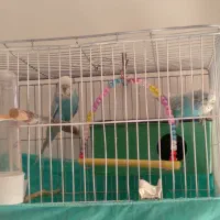 مرغ عشق انگلیسی سرحال|پرنده|محمدشهر, جعفرآباد|دیوار