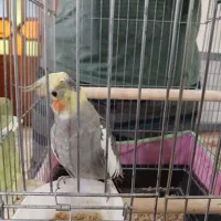 عروس هلندی با قفس
