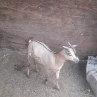 سه عدد کهر نر|حیوانات مزرعه|بندرعباس, |دیوار