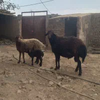 شیشک بزری درجه یک