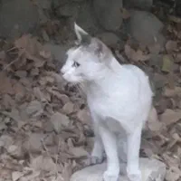 گربه گمشده  ۴ ملیون مژدگانی|حیوانات|دزفول, |دیوار