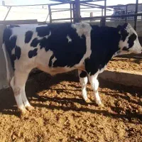 گوساله نر ۴۰۰ کیلویی