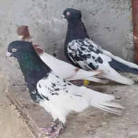 بهبهانی و پلاکی|پرنده|شیراز, شیخ علی چوپان|دیوار