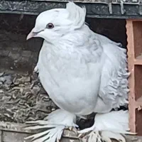 کبوترجکسون سفیدسیا معاوضه با هومریهودی دنش اسکندرو|پرنده|طبقده, |دیوار