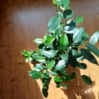 یک عدد بنجامین و یک عدد نهال زاموفیلیا|گل و گیاه طبیعی|تهران, کوی بیمه|دیوار