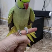 طوطی ملنگو|پرنده|سوسنگرد, |دیوار