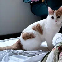 گربه گم شده