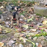 فروش توله مالینوز پدر و مادر وارداتی.|سگ|سلمانشهر, |دیوار