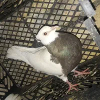 رنگی|پرنده|خرمشهر, |دیوار