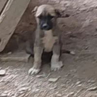 توله عراقی