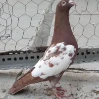 کبوتر مسافتی