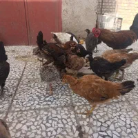 جوجه محلی