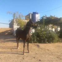 اسب نریان کرد|اسب و تجهیزات اسبسواری|مهریز, |دیوار