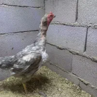 مرغ و خروس