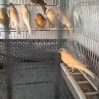 جوجه قناری ۷ الی ۸ ماهه