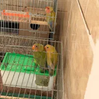 ۴ عدد طوطی با قفس