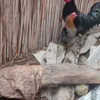 مرغ تخم گذار|حیوانات مزرعه|آبادان, |دیوار