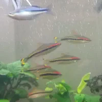 ماهی ردلاین