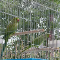 یک جفت ملنگو کارداده|پرنده|کرج, محمد آباد|دیوار